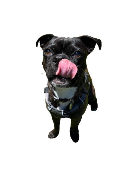 2fb0b213-d533-4579-bd69-f8b01ba9f304 Bernie, a French bulldog therapy dog in training at Coastal Therapy Group